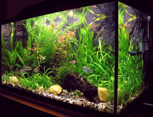 akvarium yasash va tozalash