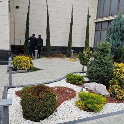 Lanshaf xa dekarativni daraxtlar ekish xizmati