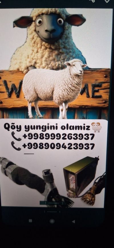 Qoʻy yungini olish