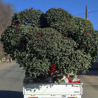 Hazon fantan xizmati